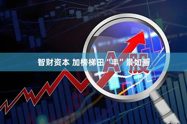 智财资本 加榜梯田“丰”景如画